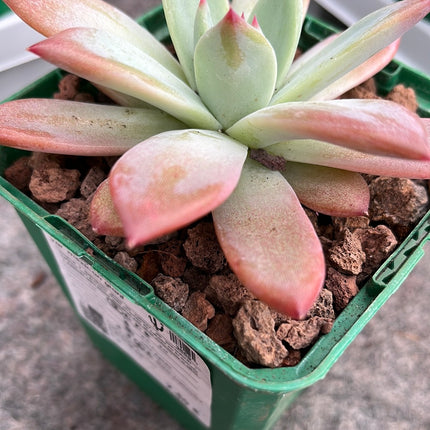 Echeveria colorata var. Mexican giant