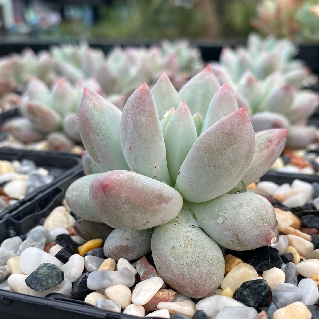 Pachyveria ‘Angel’s fingers’