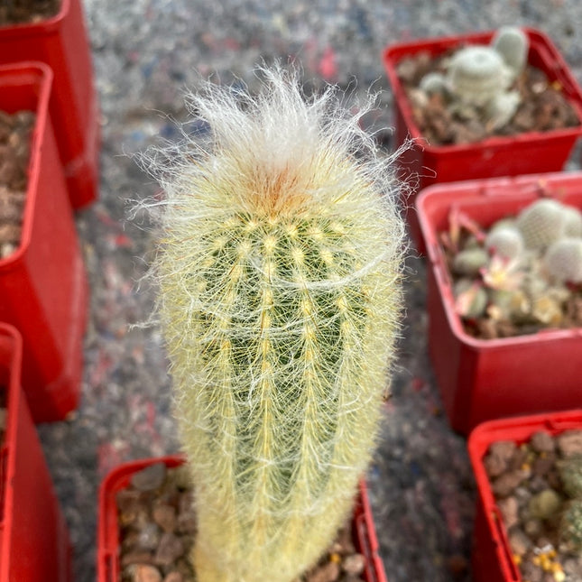 Austrocephalocereus dybowskii