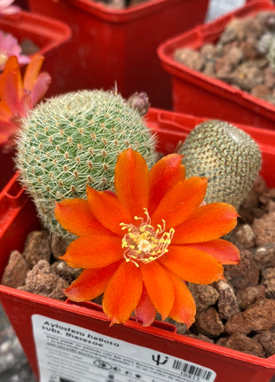 Aylostera heliosa ‘Helis Belis’