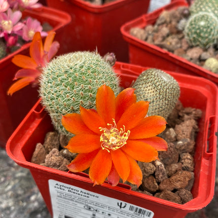 Aylostera heliosa subs. theresae