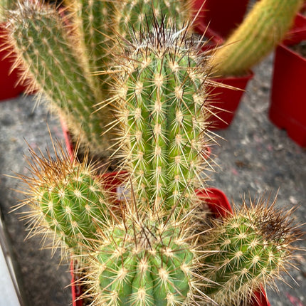 Pilosocereus gounellei