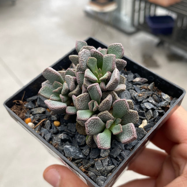 Aloinopsis spatulata
