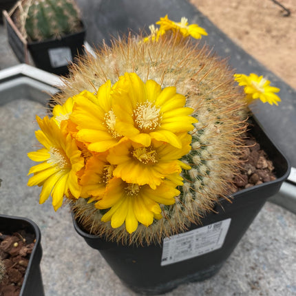 Parody (Notocactus) microsperm