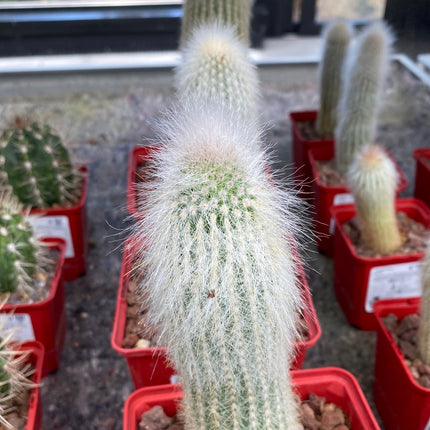 Cleistocactus strausii