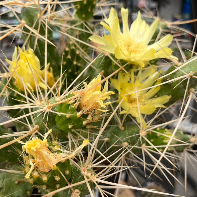 Cumulopuntia boliviana