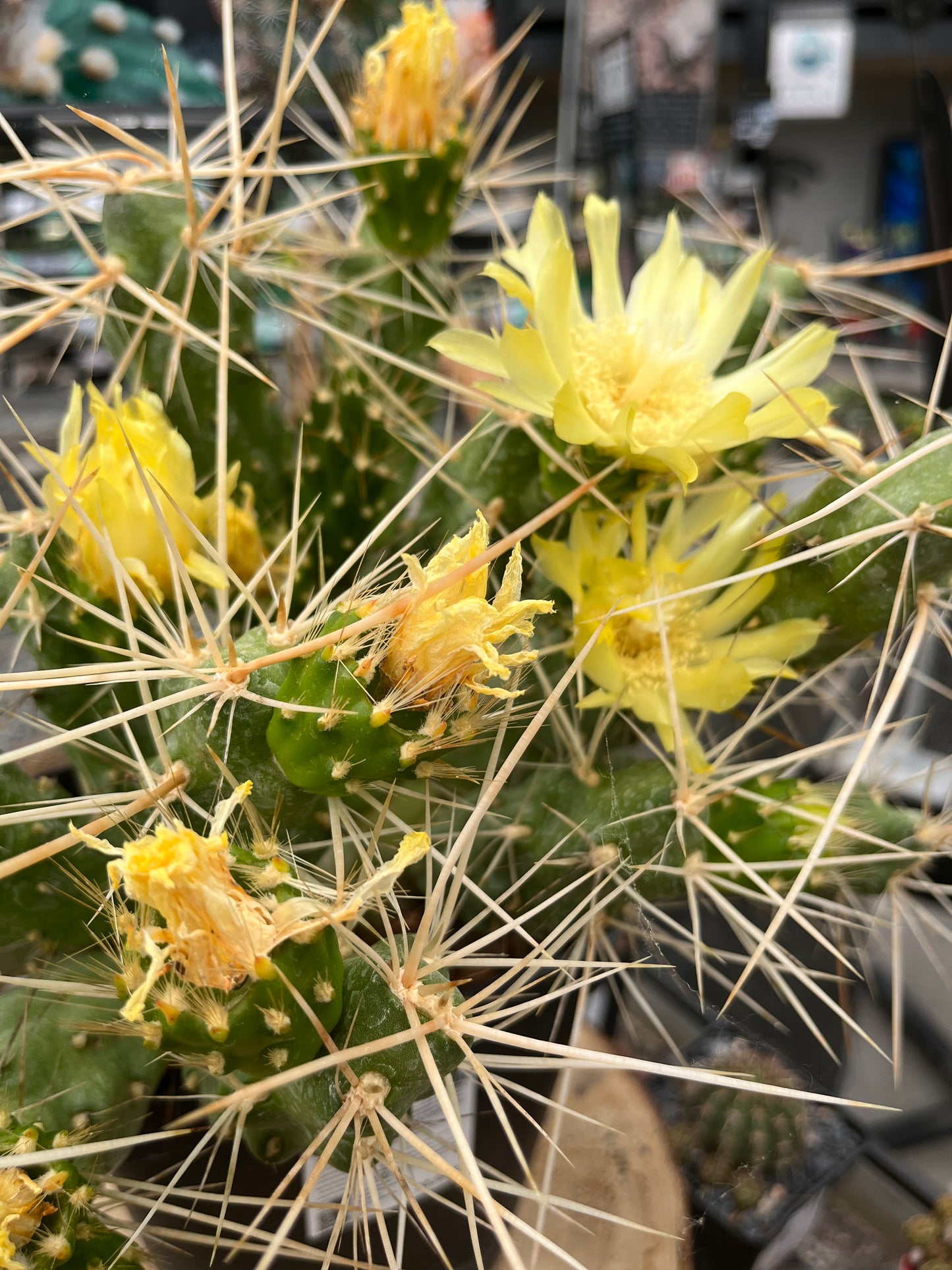 Bolivian Cumulopuntia