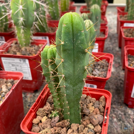 Trichocereus bridgesii