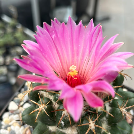 Coryphantha elephantidens