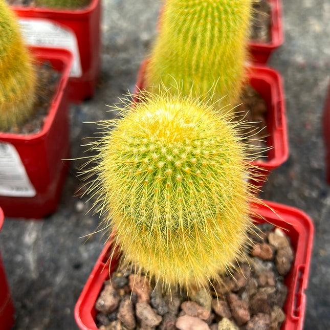 Parodia leninghausii