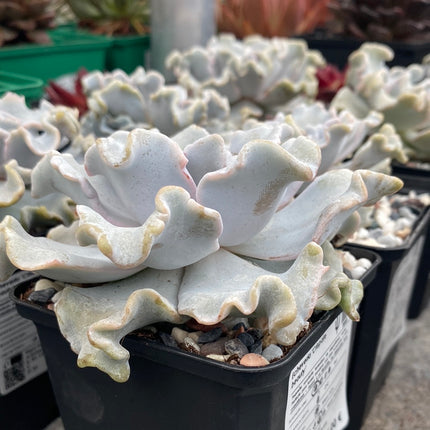 Echeveria ‘Crispate beauty’