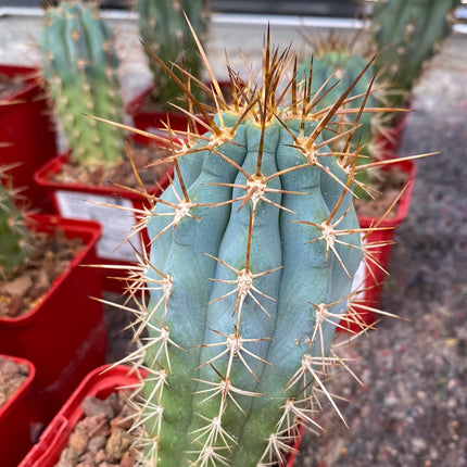 Browningia hertlingiana