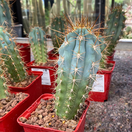 Browningia hertlingiana