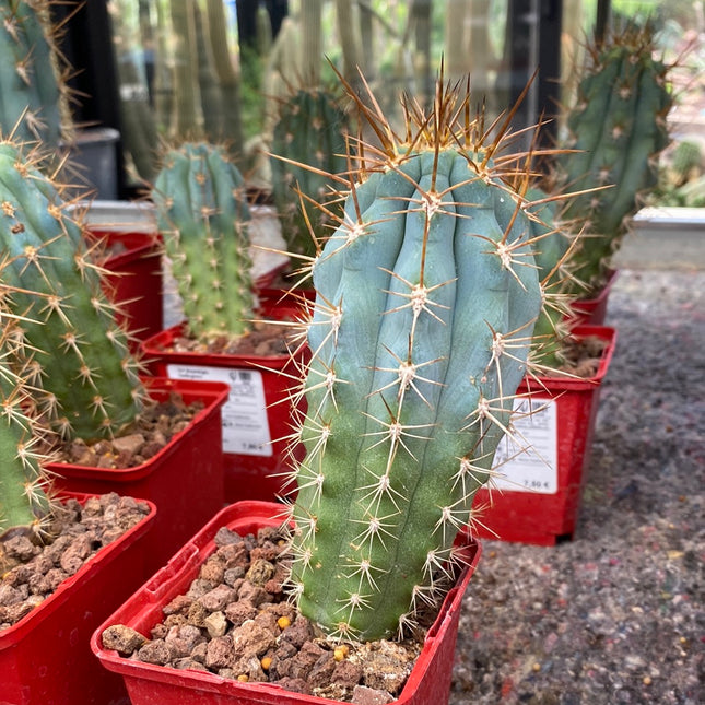 Browningia hertlingiana