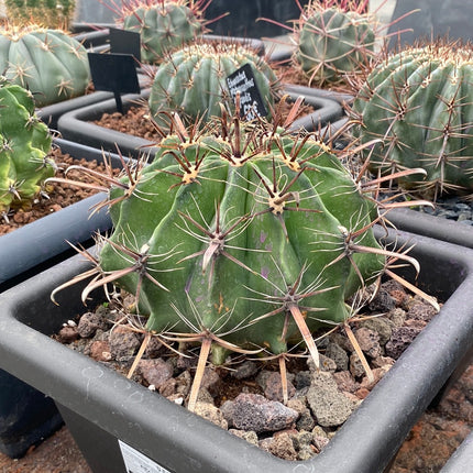 Ferocactus-Halbinseln