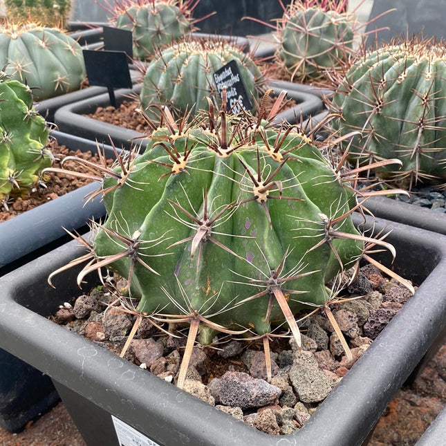 Ferocactus peninsulae