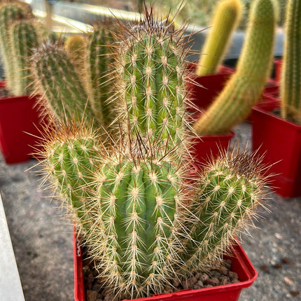 Pilosocereus gounellei