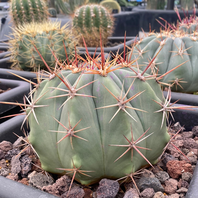 Ferocactus pottsii