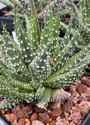 tulista pumila