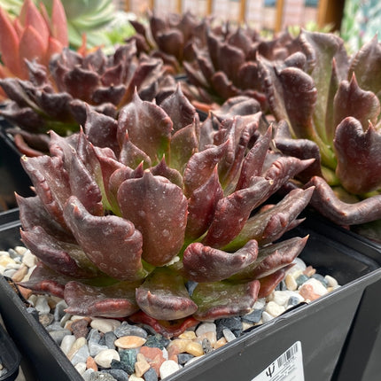 Echeveria 'Super bowl'