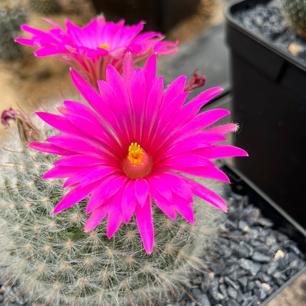 Mammillaria gueizowiana