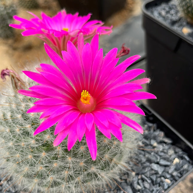 Mammillaria gueizowiana