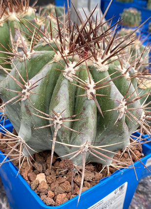 Echinocactus platyacanthus