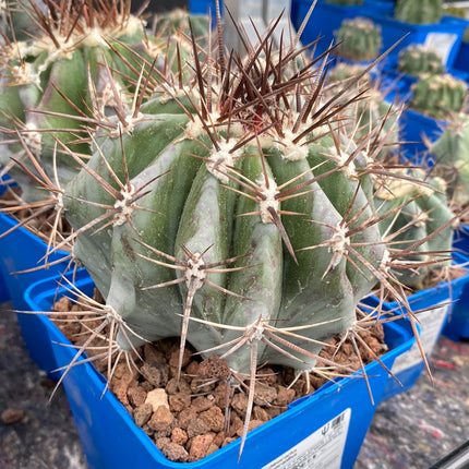 Echinocactus platyacanthus