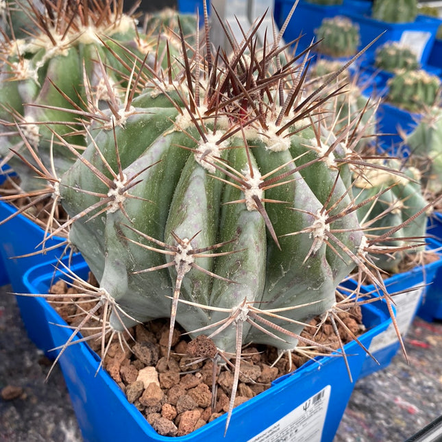 Echinocactus platyacanthus