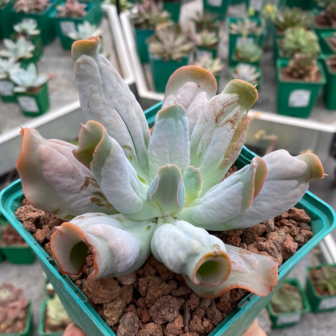 echeveria culibra succulent Echeveria culibra – DesertSTORE.es