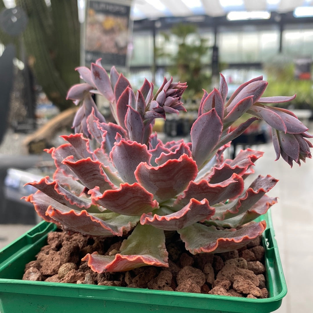 succulent neon breaker Echeveria 'Neon Breakers' – DesertSTORE.es