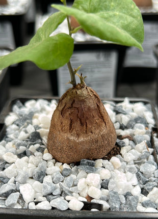 Dioscorea elephantipes “Planta Tortuga”