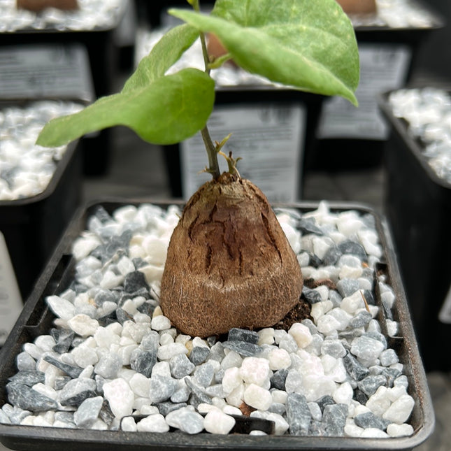 Dioscorea Elephantipes