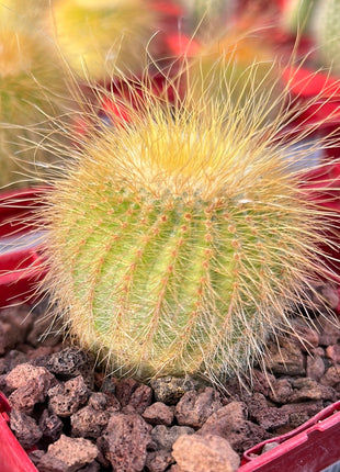Eriocephala warasii