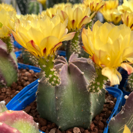 Echinocereus subinermis