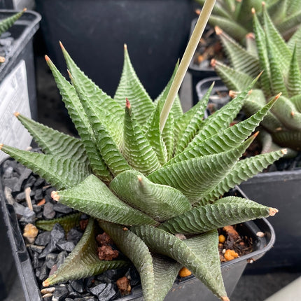Haworthiopsis limifolia 'Twister'