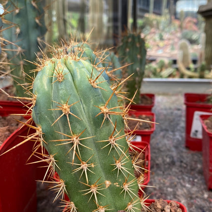 Browningia hertlingiana