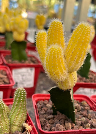 Lobivia silvestrii grafted