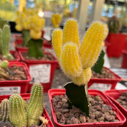 Lobivia silvestrii veredelt