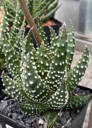 tulista pumila