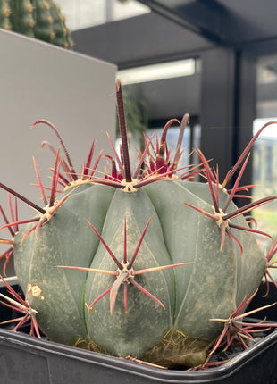 Ferocactus emoryi