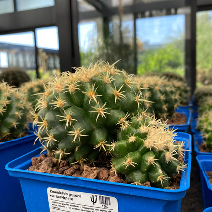 Kroenleinia grusonii var. brevispinus