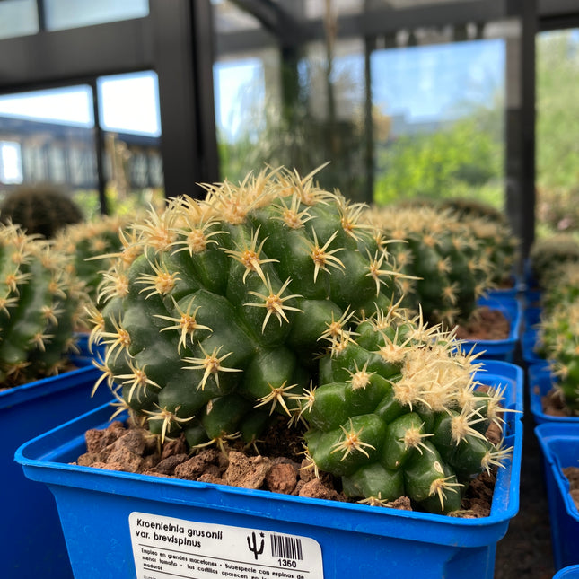 Kroenleinia grusonii var. brevispinus