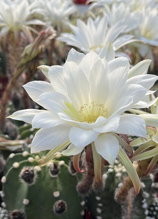Echinopsis subdenudata