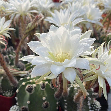 Echinopsis subdenudata