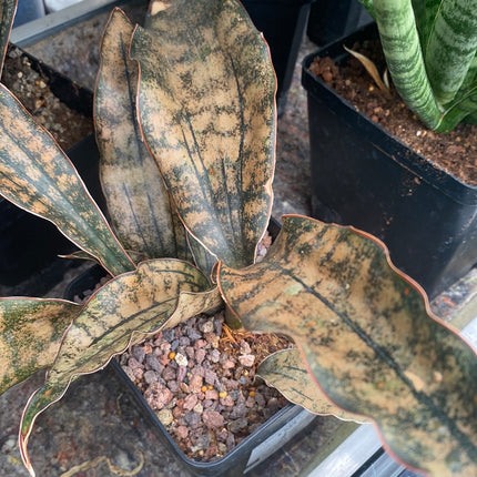 Dracaena pethera ‘Star Canyon Granite’ | Sansevieria 'Star Canyon Granite. Coppertone