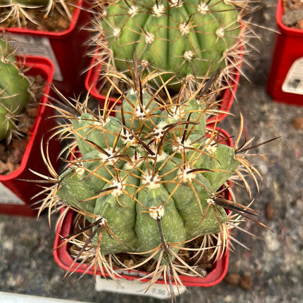 Melocactus neryi