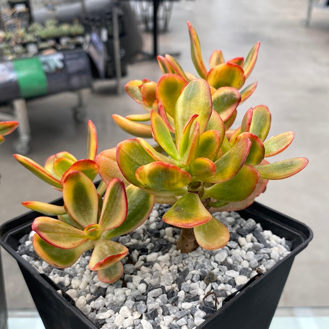 Crassula ovata variegata
