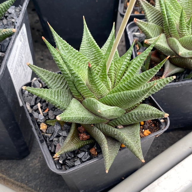 Haworthiopsis limifolia 'Twister'