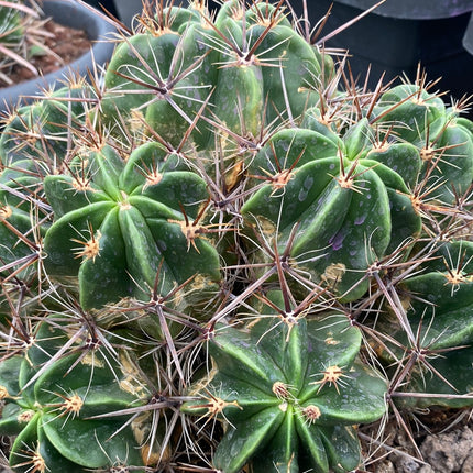 Ferocactus robustus | Biznaga de piñita